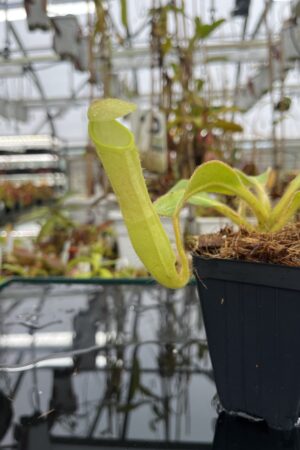 Close Up of Nepenthes chaniana | Borneo Exotics | BE-3673 | IN26058