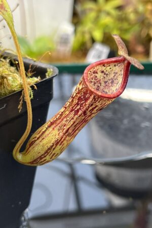 Close Up of Nepenthes copelandii | Christian Klein | CK-102 | IN26078