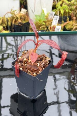 Close Up of Nepenthes densiflora | Borneo Exotics | BE-3837 | H26012