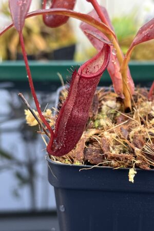 Close Up of Nepenthes densiflora | Borneo Exotics | BE-3837 | H26119