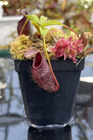 Close Up of Nepenthes densiflora x aristolochioides | Borneo Exotics | BE-4076 | H26122