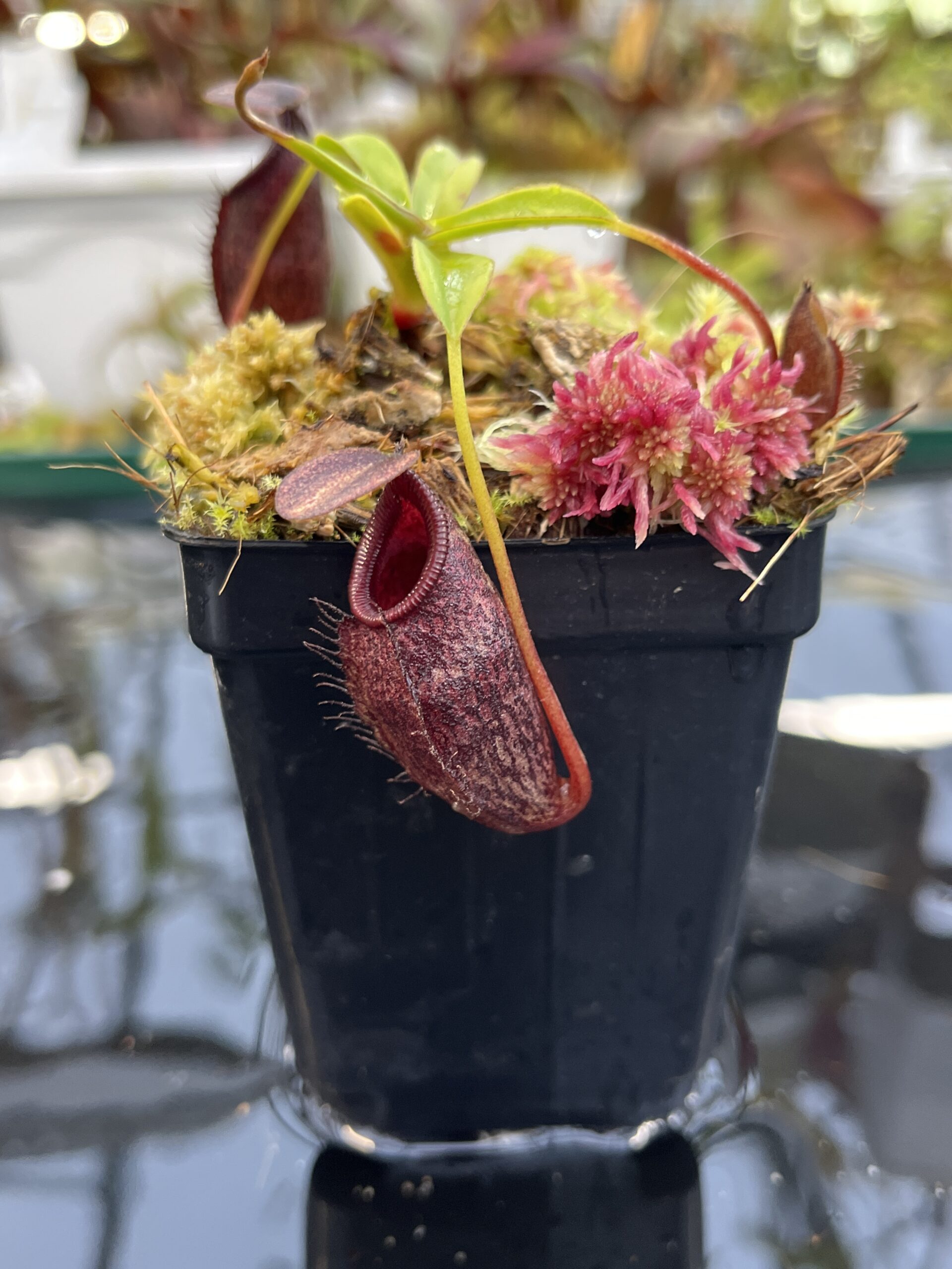 Close Up of Nepenthes densiflora x aristolochioides | Borneo Exotics | BE-4076 | H26122