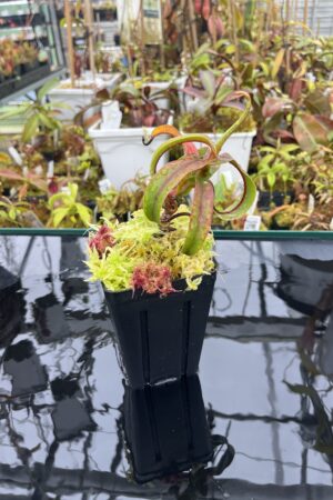 Close Up of Nepenthes diabolica (=Red Hairy Hamata = RHH) | Andreas Wistuba | AW-14 | H26009