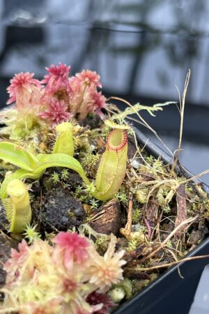 Close Up of Nepenthes (diabolica x hamata) x (diabolica x hamata) pod #2 | MKS | Florae | Florae Collaborative | FC-432.01 | H26036