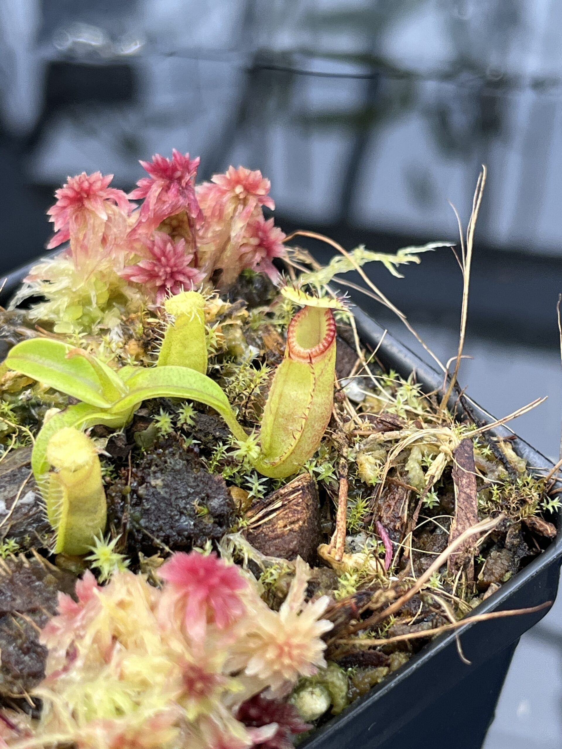 Close Up of Nepenthes (diabolica x hamata) x (diabolica x hamata) pod #2 | MKS | Florae | Florae Collaborative | FC-432.01 | H26036