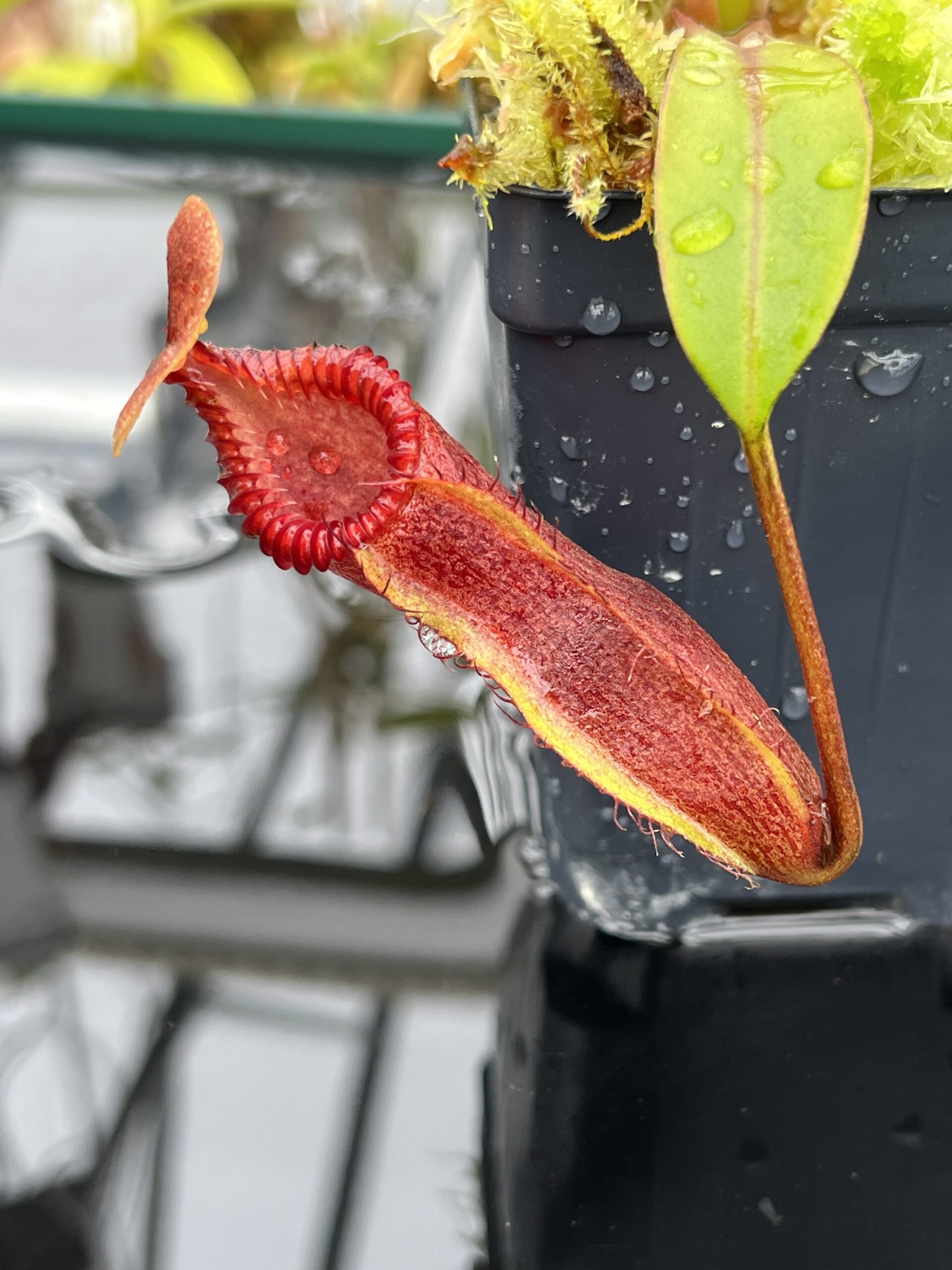 Close Up of Nepenthes (diabolica x hamata) x edwardsiana | Andreas Wistuba | AW-04 | H26109