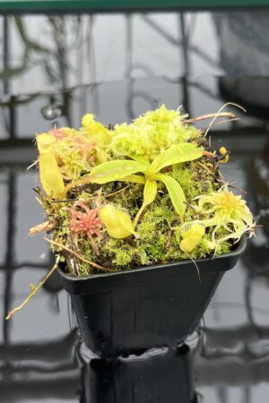 Close Up of Nepenthes (diabolica x hamata) x eymae G. Tambusisi pod. #1 | MKS | Florae | Florae Collaborative | FC-431 | H26013