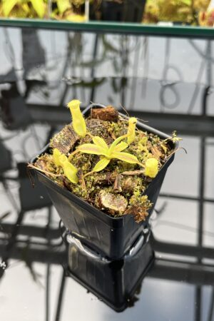 Close Up of Nepenthes (diabolica x hamata) x eymae G. Tambusisi pod. #1 | MKS | Florae | Florae Collaborative | FC-431 | H26033