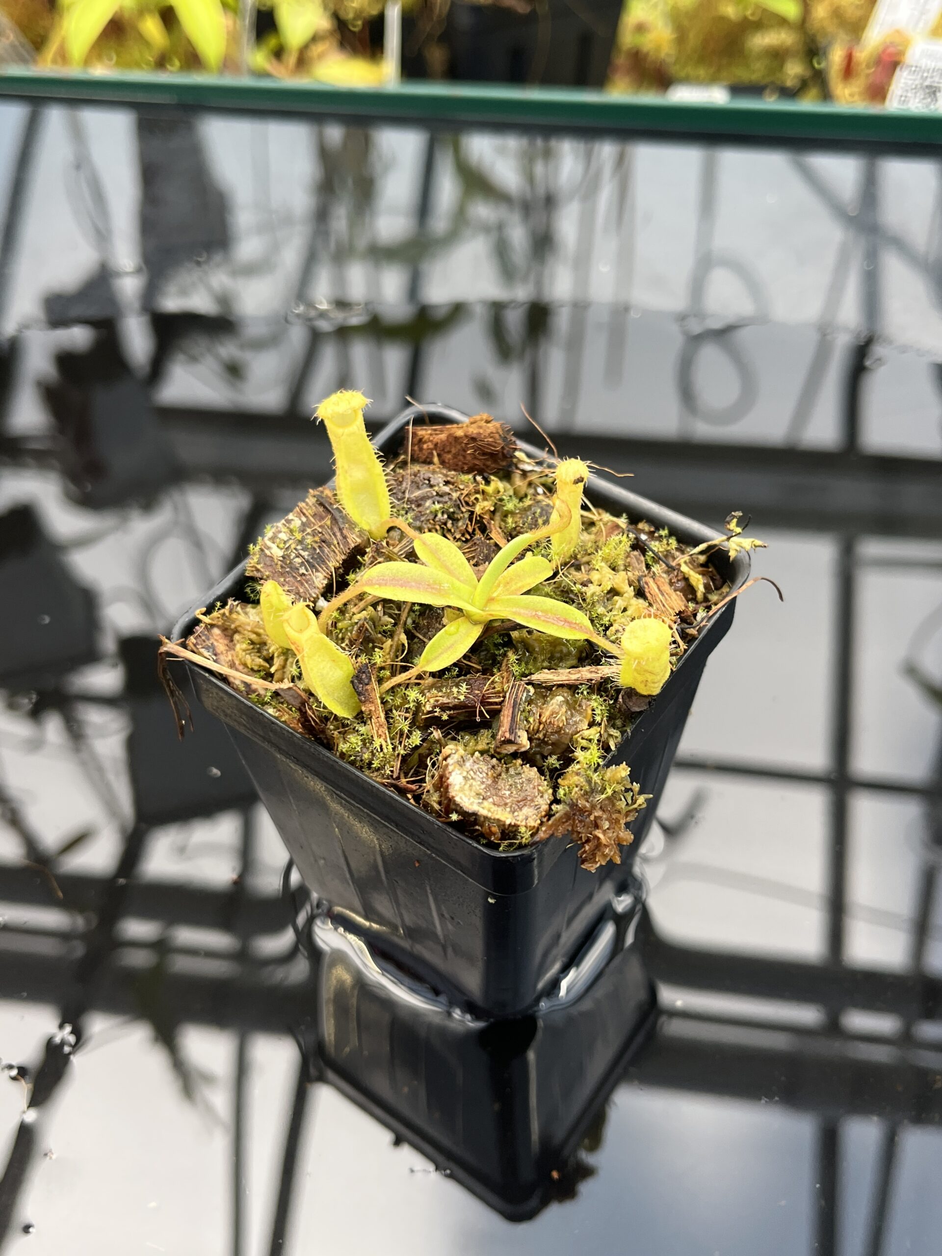 Close Up of Nepenthes (diabolica x hamata) x eymae G. Tambusisi pod. #1 | MKS | Florae | Florae Collaborative | FC-431 | H26033