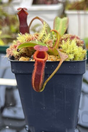 Close Up of Nepenthes edwardsiana (Tamb.) | Andreas Wistuba | AW-05 | H26127