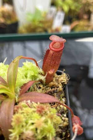 Close Up of Nepenthes edwardsiana x jacquelineae | JH | Jeremiah Harris | JH-413.02 | H26038