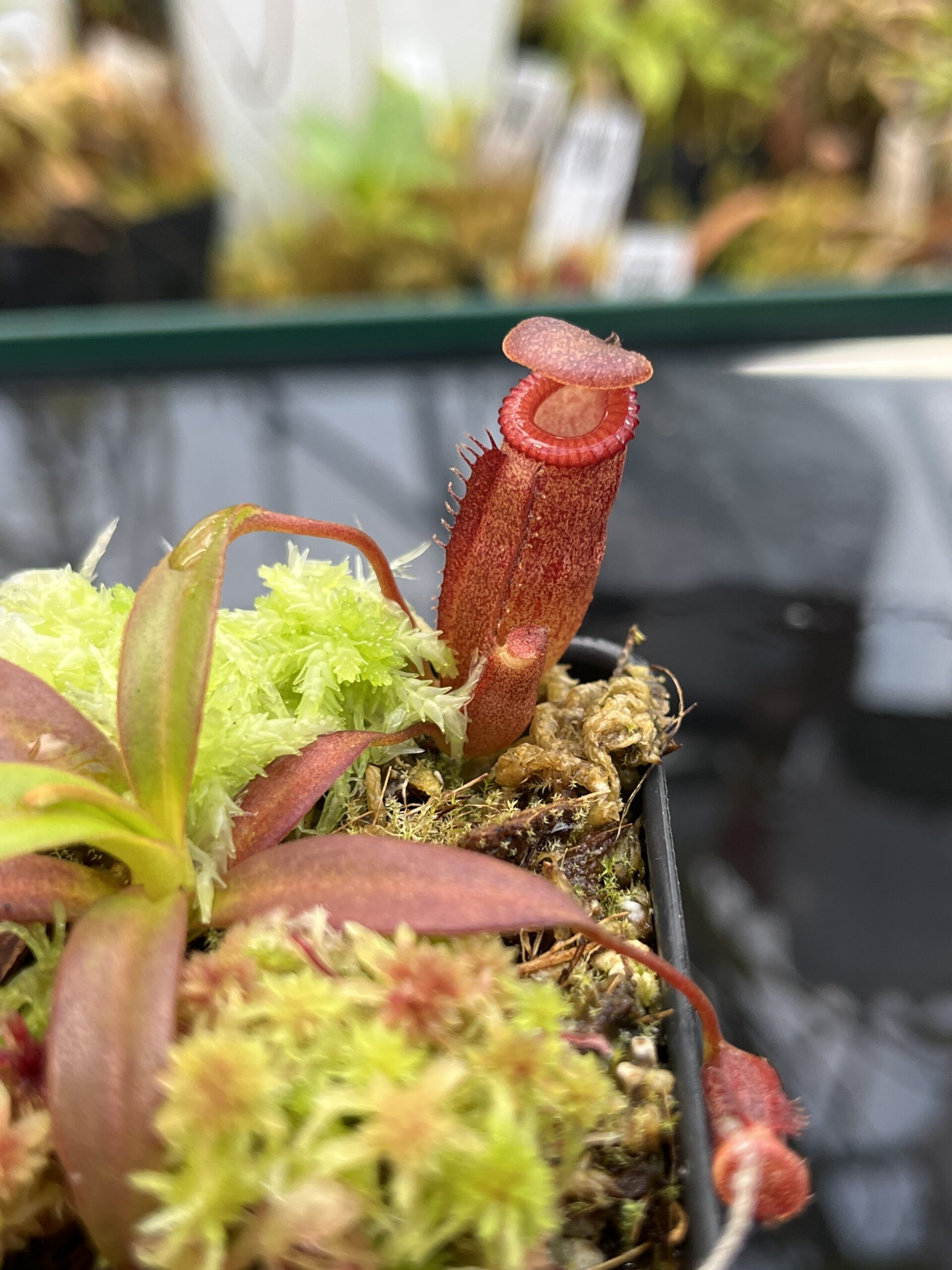 Close Up of Nepenthes edwardsiana x jacquelineae | JH | Jeremiah Harris | JH-413.02 | H26038