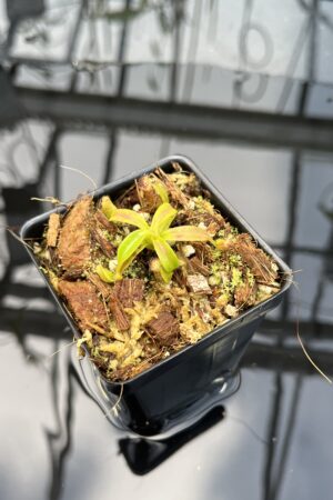 Close Up of Nepenthes ephippiata Hose Mountains | Jeremiah Harris | JH-045.03 | H26031