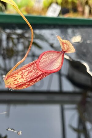 Close Up of Nepenthes glabrata x hamata | Borneo Exotics | BE-3912 | H26118