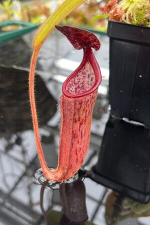 Close Up of Nepenthes glandulifera x (veitchii x burbidgeae) | Florae Collaborative | FC-220 | IN26074