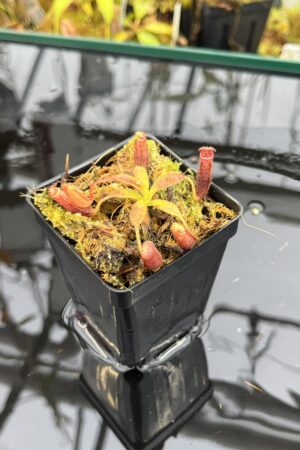 Close Up of Nepenthes glandulifera x xtrusmadiensis | Florae Collaborative | FC-171.03 | IN25992