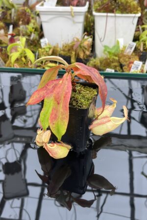 Close Up of Nepenthes (globosa x xKuchingensis) x open pollinated | Manny Herrera | | L25985