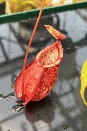 Close Up of Nepenthes (globosa x xKuchingensis) x open pollinated | Manny Herrera | | L26081