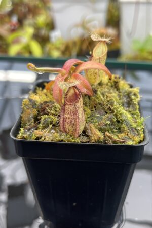 Close Up of Nepenthes hamata | Borneo Exotics | BE-3975 | H26034