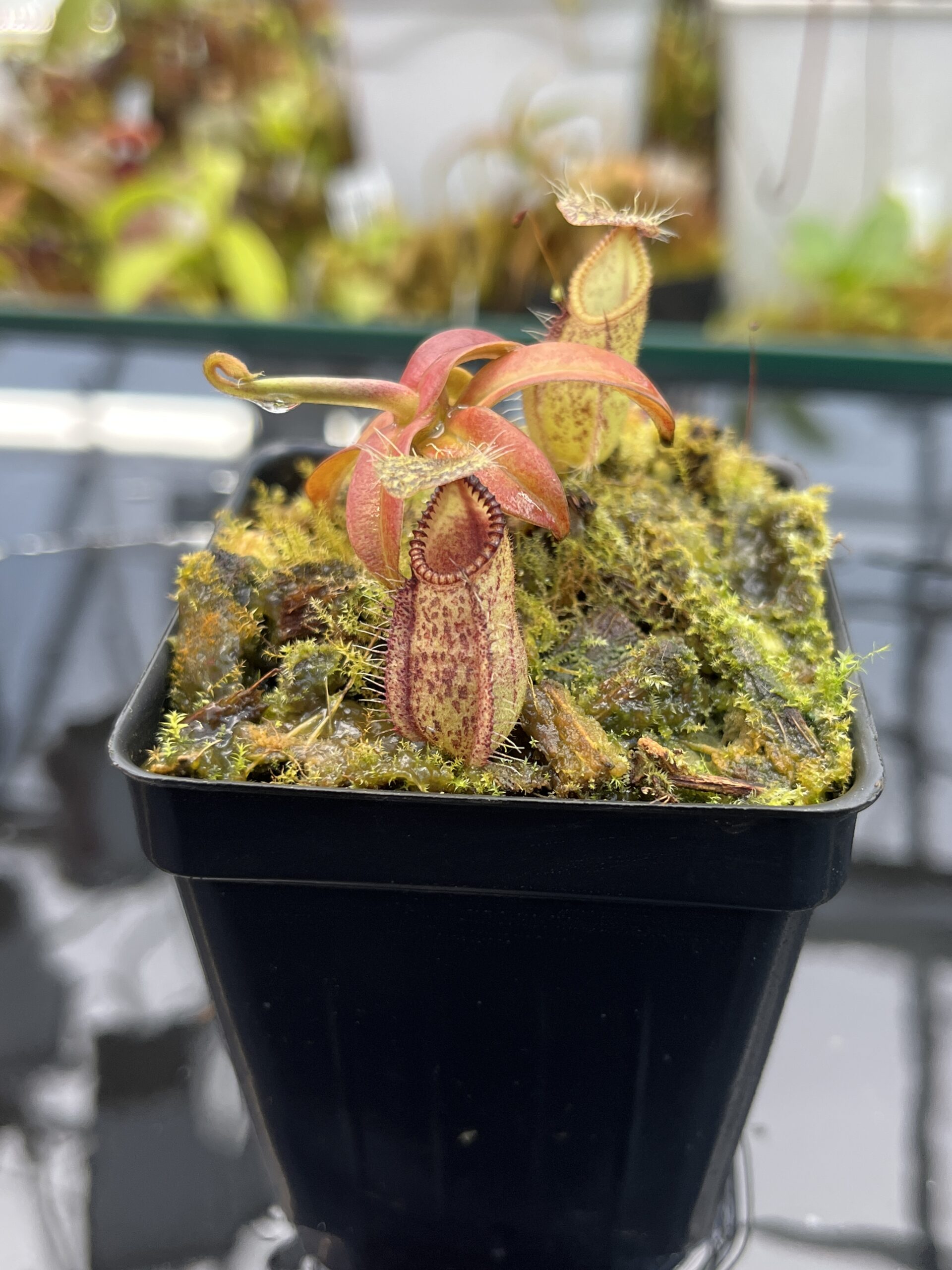 Close Up of Nepenthes hamata | Borneo Exotics | BE-3975 | H26034
