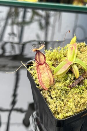 Close Up of Nepenthes hamata | Borneo Exotics | BE-4044 | H26023