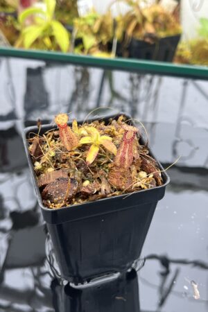 Close Up of Nepenthes hamata Katopasa | Clone 2 | Jeremiah Harris | JH-337.02 | H26016