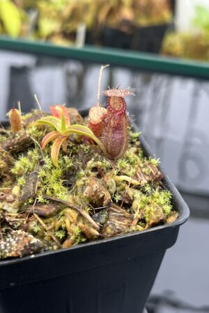 Close Up of Nepenthes hamata Katopasa x hamata A.W. #1 | JH | Clone 2 | Jeremiah Harris | JH-336.02 | H26014