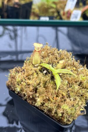 Close Up of Nepenthes hamata katopasa x hamata AW #1 | JH | Florae | Jeremiah Harris | JH-336.01 | H26010