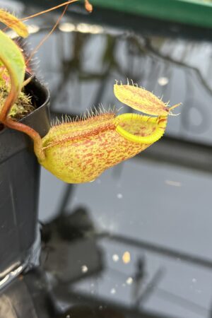 Close Up of Nepenthes hamata x attenboroughii | Borneo Exotics | BE-4636 | H26128