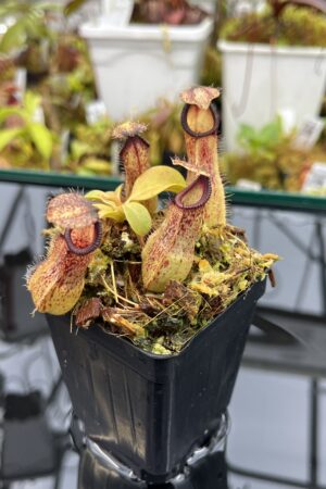 Close Up of Nepenthes hamata x truncata | Borneo Exotics | BE-4564 | IN25982