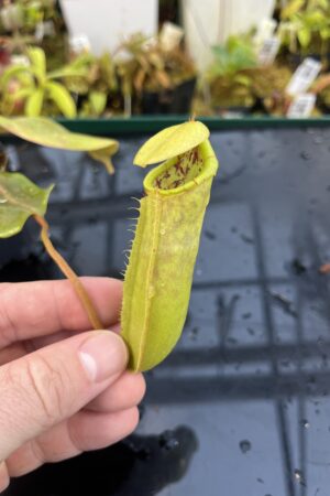 Close Up of Nepenthes insignis (Tayeve) x truncata (red) | Andreas Wistuba | AW-ISC | IN26144