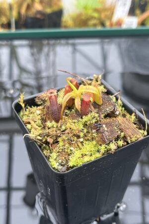 Close Up of Nepenthes izumiae x villosa | Jeremiah Harris | Assorted Clones | Jeremiah Harris | JH-377 | H26018
