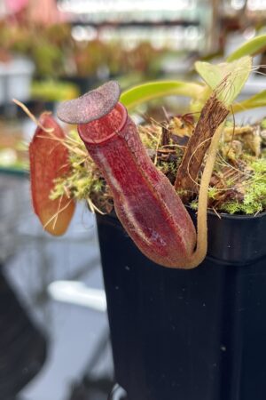Close Up of Nepenthes klossii x lowii | Borneo Exotics | BE-4634 | H26024