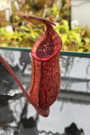 Close Up of Nepenthes (lowii x truncata squat) x peltata | Randomly selected from various clones (RSC) | Andreas Wistuba | AW-Nx_(lowXtrunc)Xpelt.1 | IN25967