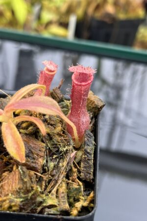 Close Up of Nepenthes [(lowii x veitchii) x boschiana] x [(veitchii x maxima) x veitchii] x (lowii x merrilliana) | Clone 7 | Florae Collaborative | FC-398.07 | IN25998
