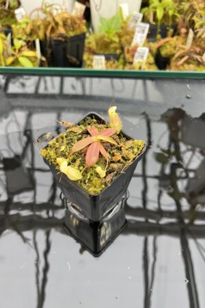 Close Up of Nepenthes mapuluensis | Jeremiah Harris | JH-143.05 | IN26003