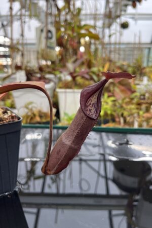Close Up of Nepenthes maxima x ramispina | Borneo Exotics | BE-3740 | IN26050