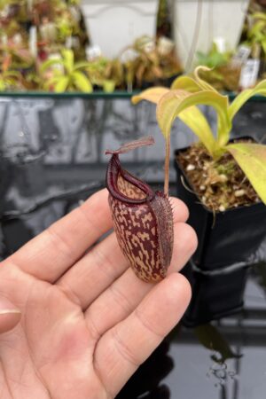 Close Up of Nepenthes maxima x talangensis | Borneo Exotics | BE-3298 | IN26063
