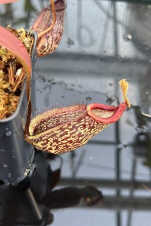 Close Up of Nepenthes (maxima x talangensis) x hamata | Borneo Exotics | BE-3777 | IN26086