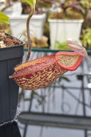Close Up of Nepenthes (maxima x talangensis) x robcantleyi | Borneo Exotics | BE-3959 | IN26051