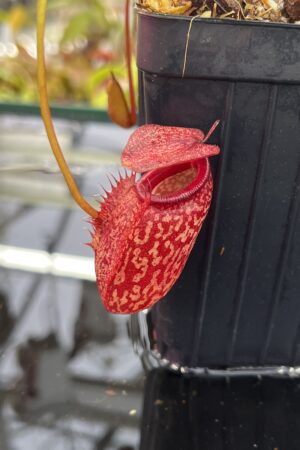 Close Up of Nepenthes merrilliana x aristolochioides | Borneo Exotics | BE-3877 | IN25977
