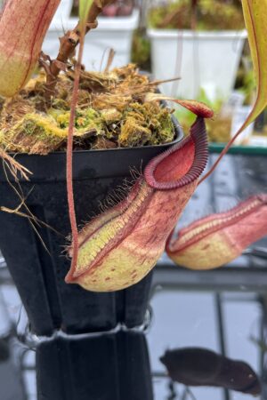 Close Up of Nepenthes mirabilis var. globosa x hamata | Borneo Exotics | BE-3685 | IN26057