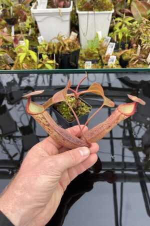 Close Up of Nepenthes (mirabilis x truncata) x boschiana | Malesiana Tropicals | MT-172 | IN26006