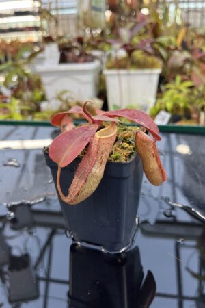 Close Up of Nepenthes (mirabilis x truncata) x boschiana | Malesiana Tropicals | MT-172 | IN26087