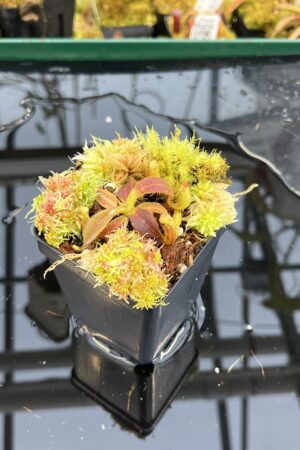 Close Up of Nepenthes mollis (N. hurrelliana) (Borneo) | Andreas Wistuba | AW-ISC | H26130