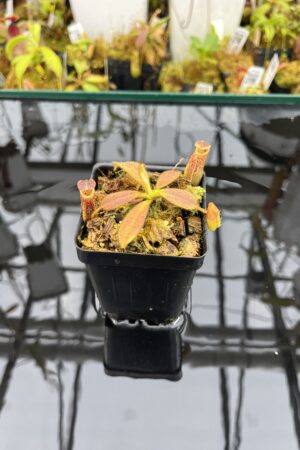 Close Up of Nepenthes mollis SG x eymae (G. Tambusisi, SG) | MKS | Assorted Clones | Florae Collaborative | FC-446 | IN25984
