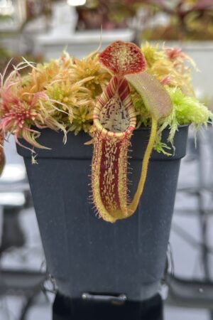 Close Up of Nepenthes mollis SG x eymae (G. Tambusisi, SG) | MKS | Assorted Clones | Florae Collaborative | FC-446 | IN26073