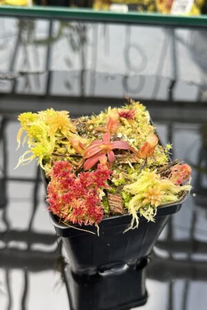 Close Up of Nepenthes mollis x diabolica #2 | Florae Collaborative | FC-441 | H26030