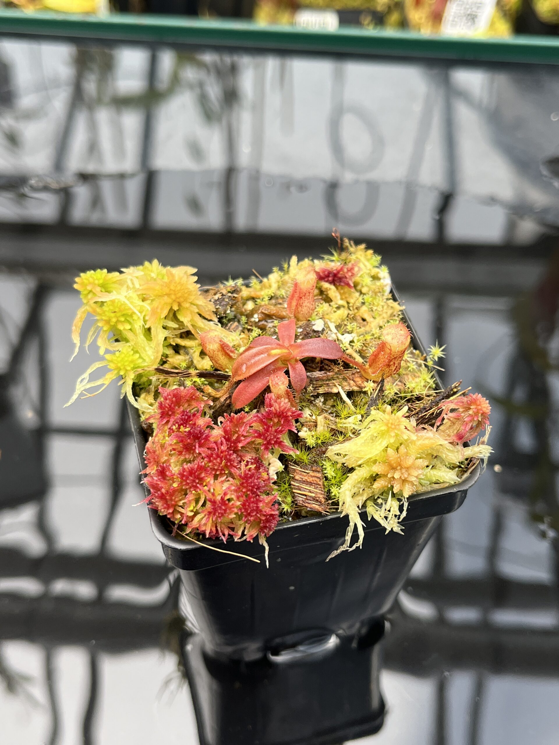 Close Up of Nepenthes mollis x diabolica #2 | Florae Collaborative | FC-441 | H26030