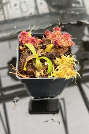 Close Up of Nepenthes (mollis x veitchii) x appendiculata | Assorted Clones | Mike Kevin Smith | MKS-525 | IN26066